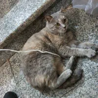 گربه ماده چاقالو و باردار میکس چین چیلا و DSH|گربه|اصفهان, باتون|دیوار