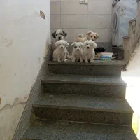 سگ های شیتزو