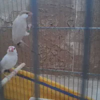 یک جفت فنج نرگسی نروماده نر ایزابل ماده شکلاتی|پرنده|قم, انسجام|دیوار
