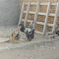 خروس لاری|حیوانات مزرعه|فسا, |دیوار