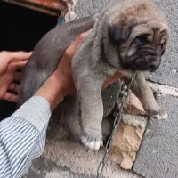 توله