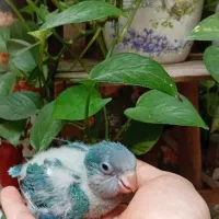 جوجه راهب سبز سرلاکی دستی پرپوش و نرمه خور|پرنده|مشهد, وکیل‌آباد|دیوار
