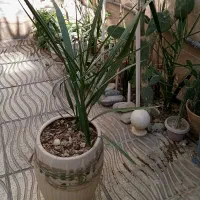 نخل خرما نهال 5 ساله|گل و گیاه طبیعی|بهارستان, |دیوار