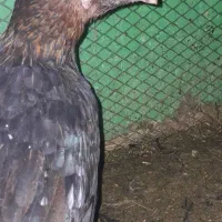 خروس|حیوانات مزرعه|قره ضیاالدین, |دیوار