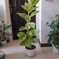 فیکوس ابلق با گلدان سفید|گل و گیاه طبیعی|شاهینشهر, نسیم ۵|دیوار