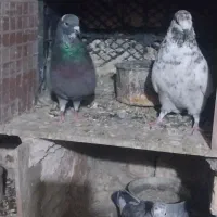 کفتر یا پرنده