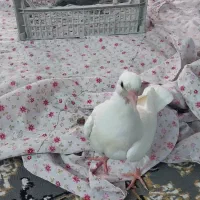 کفتر|پرنده|اصفهان, بهرام‌آباد|دیوار