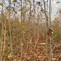 فروش نهال چنار|خدمات باغبانی و درختکاری|کردکوی, |دیوار