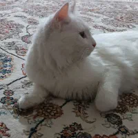 گربه پرشین اسکاتیش|گربه|محمدشهر, شهرک پیام (مهرالبرز)|دیوار