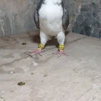 یکت سرخ و ساده چادری رنگی کفتر|پرنده|قرچک, مهدیه|دیوار