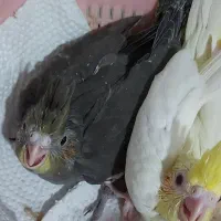 جوجه عروس هلندی