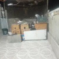 کبوتر حدودن ۴۰ یا۵۰ عدد