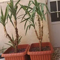 ۲ عدد گل یوکا سه شاخه|گل و گیاه طبیعی|بهارستان, |دیوار