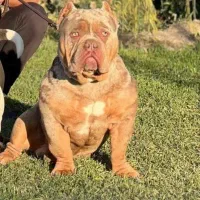 سگ خاص امریکن|سگ|بومهن, |دیوار