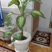 گل دیفن باخیا