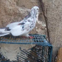 کبوترابرش نژادسرول