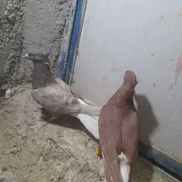 کفتر رنگی|پرنده|دشتابی, |دیوار