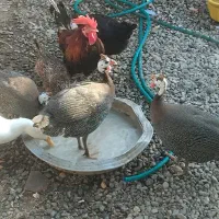 فروش دو عدد مرغ روسی شاخ دار