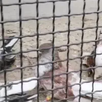 نر جوانه گرگی سروکله دار