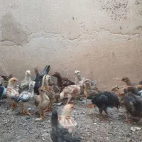 جوجه یک ماهع