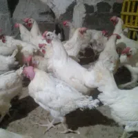 مرغ|حیوانات مزرعه|خوی, |دیوار