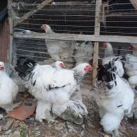 برهما|حیوانات مزرعه|رانکوه, |دیوار