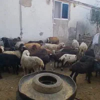 بره گوسفند چاق نروماده