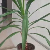 گل طبیعی یوکا