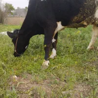 گاو و گوساله