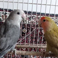 طوطی برزیلی|پرنده|همدان, |دیوار