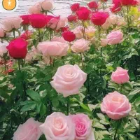 نگهبان شب با جای خواب
