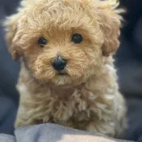 پت فود آسام