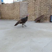فروش مرغ و خروس و بوقلمون برنز و خودمونی