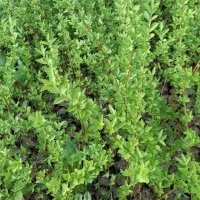 ترون نایلکسی|خدمات باغبانی و درختکاری|ملکآباد, |دیوار