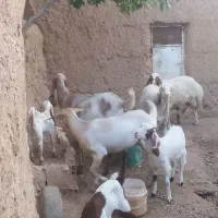 سه راس شاه بز پاکستانی