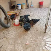 جوجه خروس شش ماهه