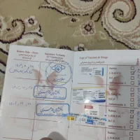 سگ شیتزو|سگ|شوشتر, |دیوار