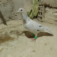 چهارتا حیوون|پرنده|قوچان, |دیوار