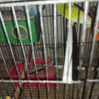 مرغ عشق|پرنده|الوند, |دیوار