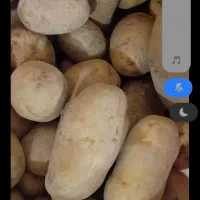 سیب زمینی (چهار گونی موجوده فقط)