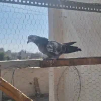 کفتر ماده پرشی|پرنده|قم, جوی شور|دیوار