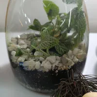 انواع گل طبیعی|گل و گیاه طبیعی|اصفهان, دنارت|دیوار