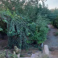 خونه باغ/ ۱۱۰۰ متر/موقعیت صنعتی تجاری/ تهاتر|فروش دفتر صنعتی، کشاورزی، تجاری|ورامین, ورامین|دیوار