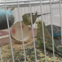 6 عدد مرغ عشق دستی نیمه دستی و نژاد خاص فول بلک|پرنده|مشهد, شهید آوینی|دیوار