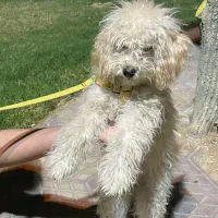 سگ مینی پودل