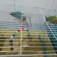 طوطی کوتوله