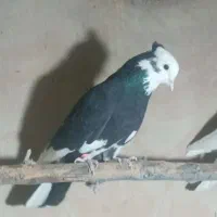 کبوتر|پرنده|نقده, |دیوار