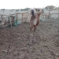 فروش نر داشتی وگوشتی