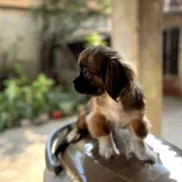 سگ خانگی پیکینیز امپریال|سگ|ساری, |دیوار