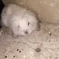 نژاد اصل